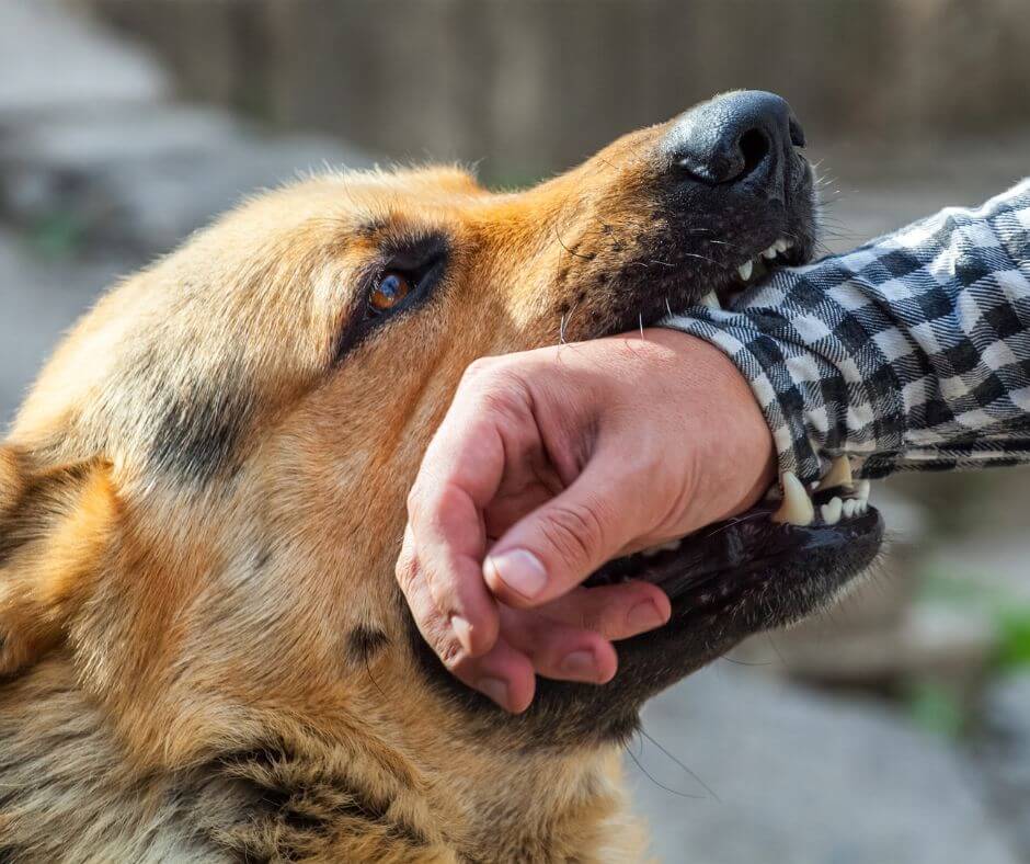 What to do if a dog bites someone on your property